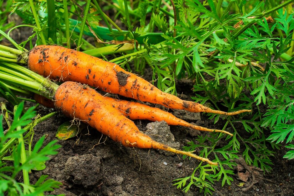 Как растет морковь. Морковь. Морковь на грядке. Морковь в огороде. Морковь одна.
