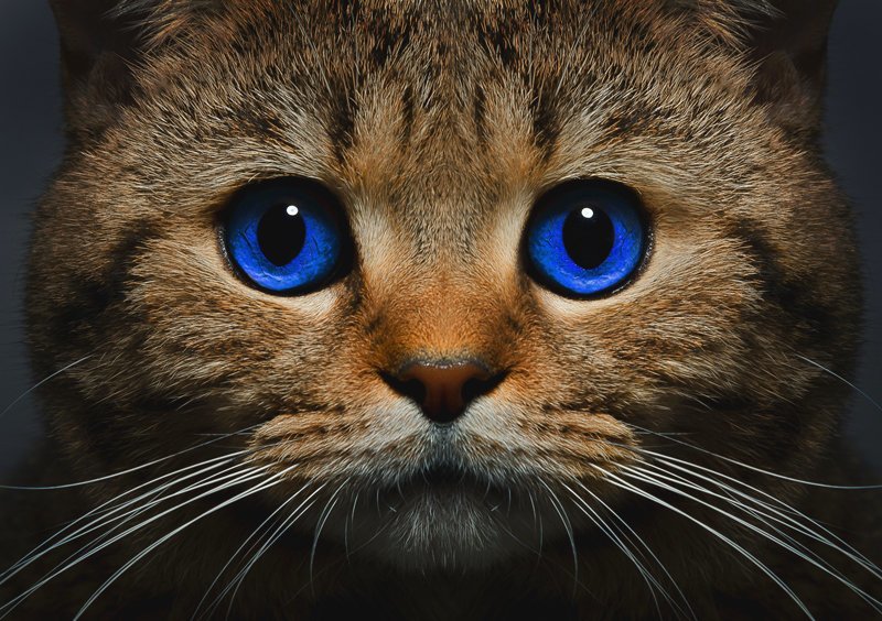 Интересные факты о котах и кошках животные, коты, факты