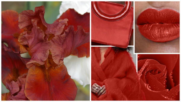 Ирис сорт Deep Fire и цвет Aurora Red в модном тренде, фото сайта www.karday.ru