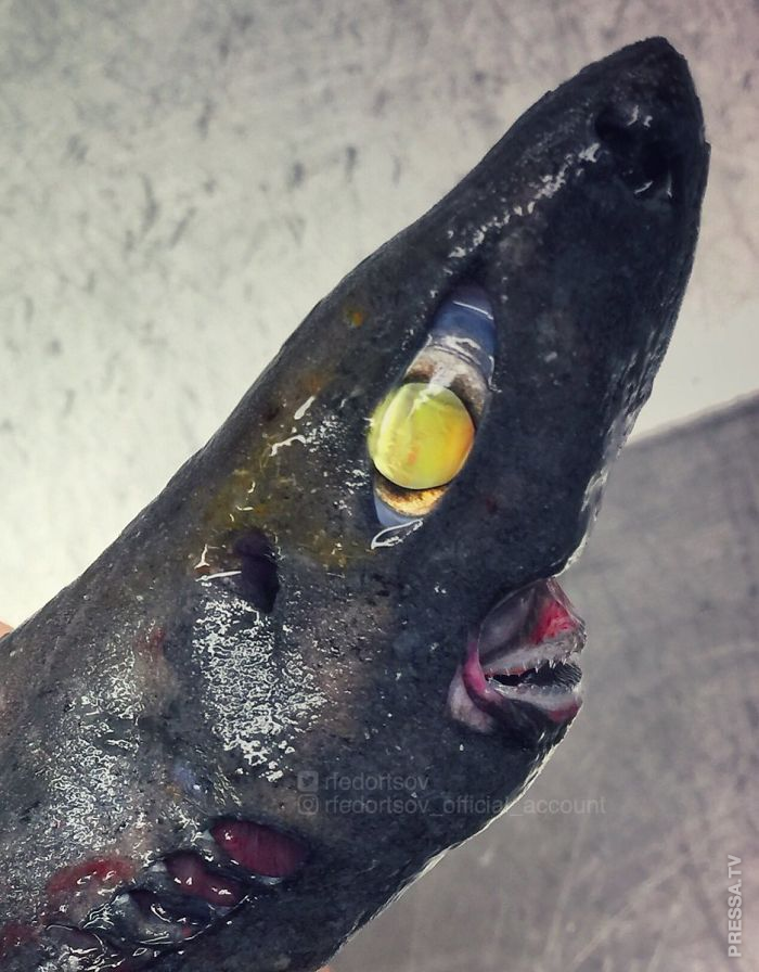 Жуткие обитатели морских глубин из новой коллекции Романа Федорцова Жуткие обитатели морских глубин из новой коллекции Романа Федорцова