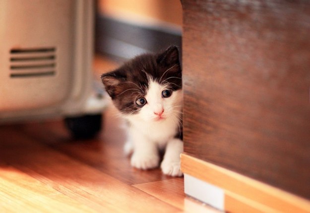 And this cautious kitten.