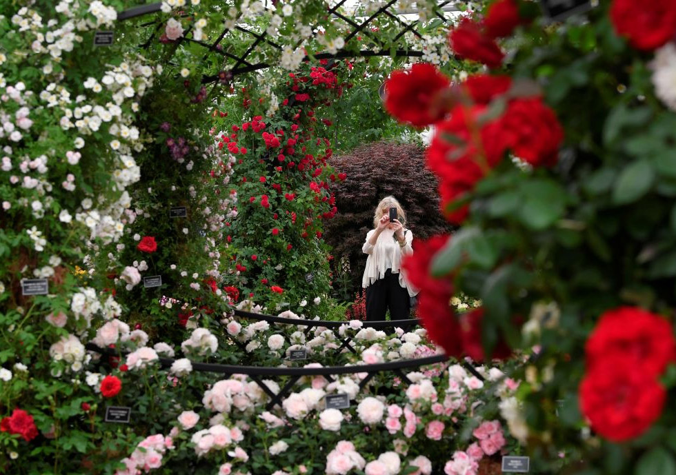 Как прошла крупнейшая европейская цветочная выставка The RHS Chelsea Flower Show 2018