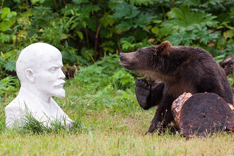 Бурые медведи Камчатки глазами фотографа Сергея Горшкова животные, звери, камчатка, красота, медведь, мишка, природа, фотограф