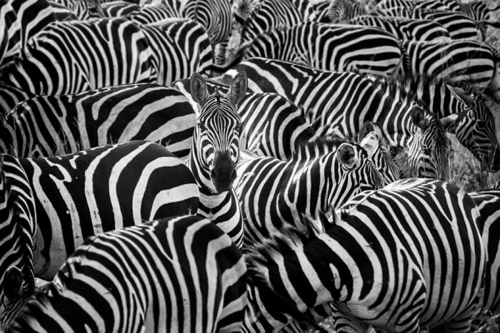 Photographer Shows The Funny Life Of Animals From Kenya