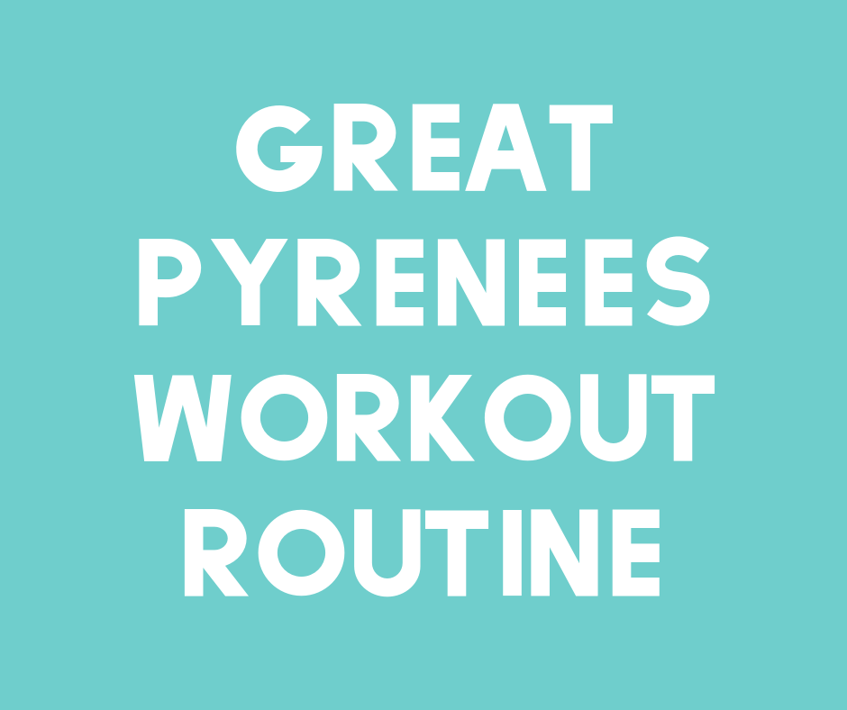 Are you looking to get a gym membership to reach your goals in the new year? If you have a Great Pyrenees, you can skip the membership—here's how.