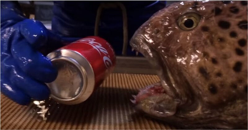 Челюсти зубатки продолжают работать даже после смерти рыбы