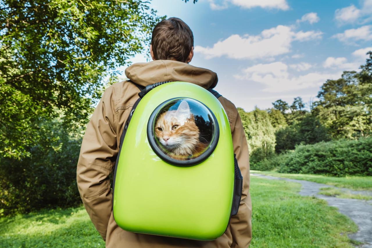 Рюкзак для кота с иллюминатором