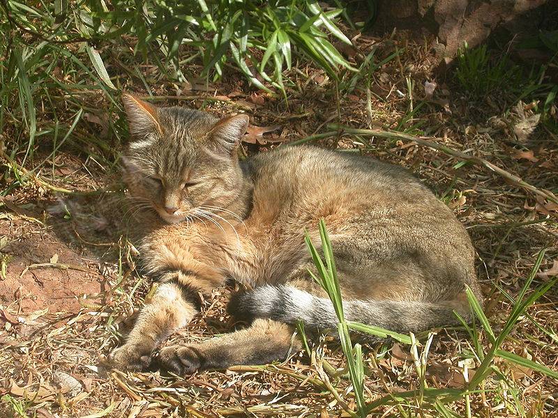 Дикие африканские кошки: описание внешности и характера