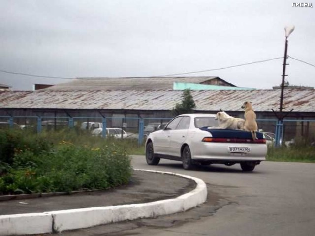 Автомобильные приколы для отличного настроения Автомобильные приколы для отличного настроения смешные картинки