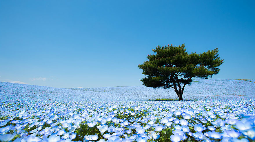 Без фотошопа:
Hitachi Seaside Park в Японии
5 млн голубых цветов<span></span>