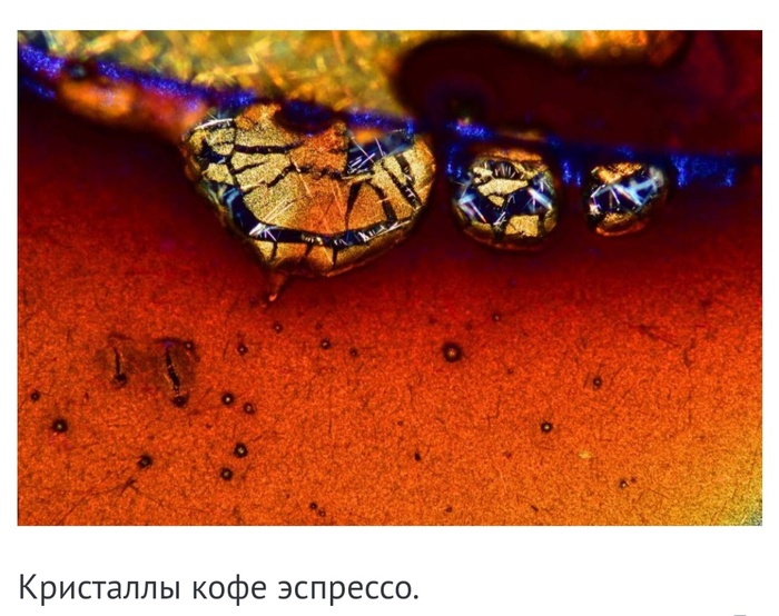 Невероятные фотографии под микроскопом 