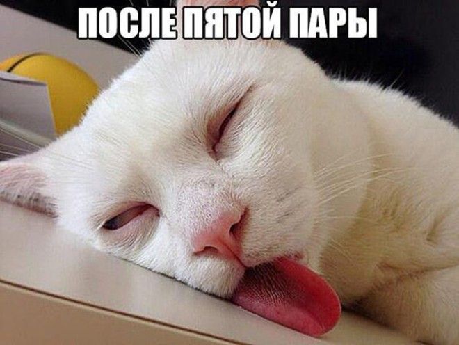 Подборка фото забавных котов и котят со смешными надписями ) Подборка фото забавных котов и котят со смешными надписями )