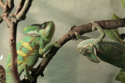 Топ-25: Интересные факты про хамелеонов, которые вы хотели знать Топ-25: Интересные факты про хамелеонов, которые вы хотели знать