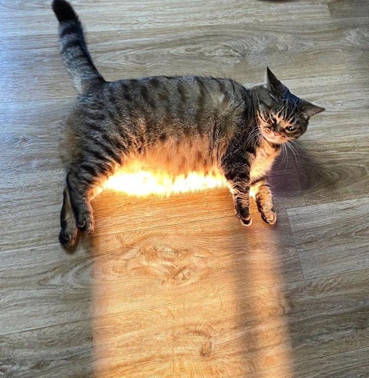 толстый полосатый кот в луче солнца
