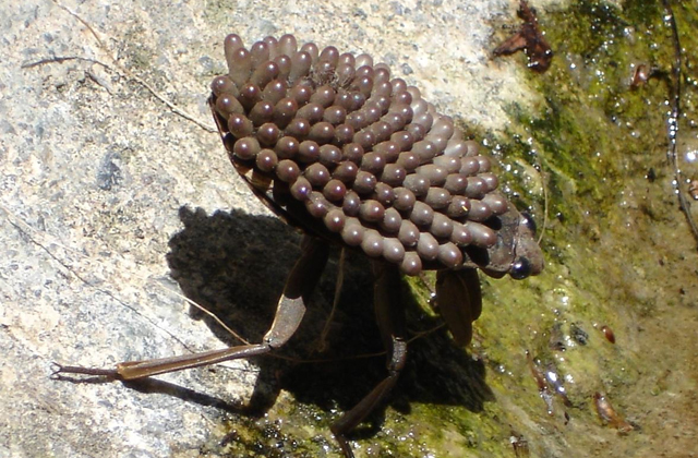 Самые необычные родители в мире животных 