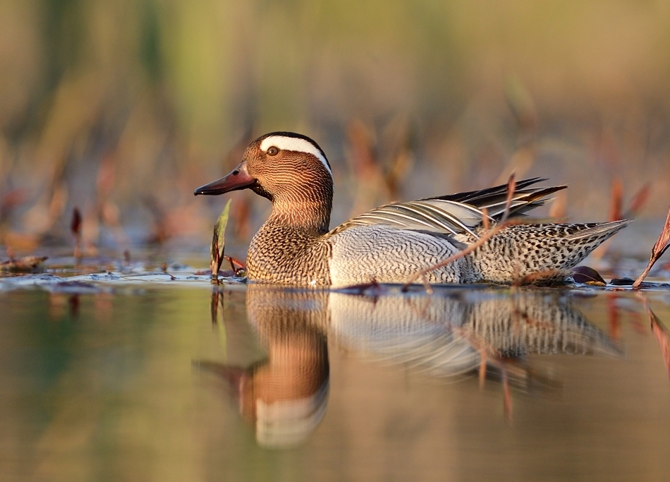 The world of birds Radoslav Tsvetkov 12