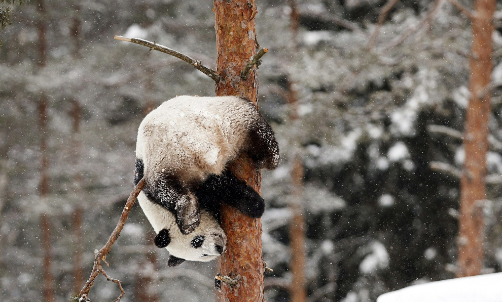 Панда-акробат в зоопарке в Ахтари, Финляндия