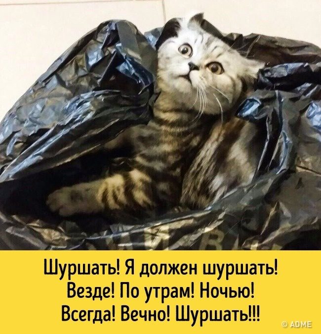 Животные, которые разучились скрывать свои эмоции