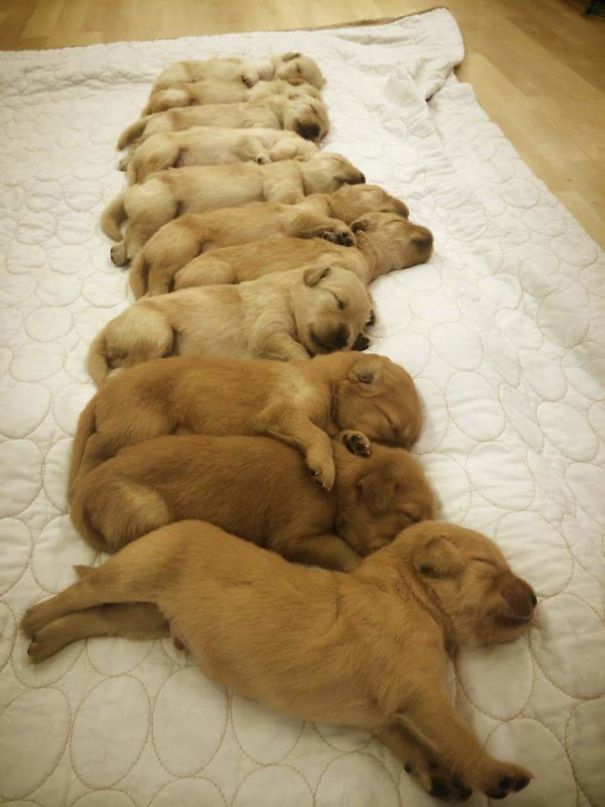 11 Two Week Old Golden Retrievers