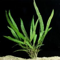 Криптокорина курчавая (Cryptocoryne balansae). © floridaaquatic  
