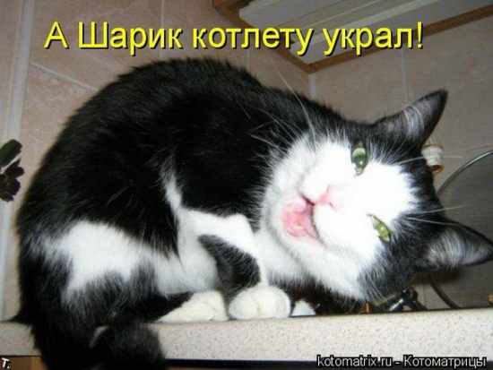 Прикол. Кот: - А шарик котлету украл!