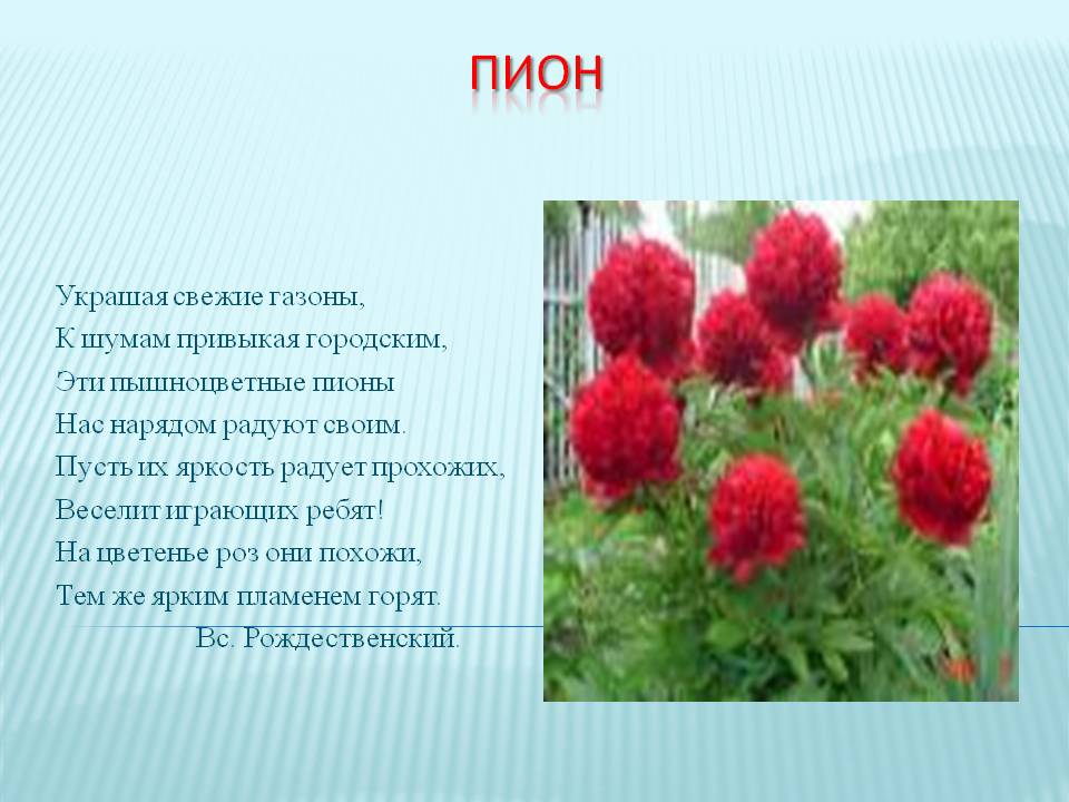 Пионы описание. Пион описание. Сообщение о пионе. Информация о пионах для детей. Легенда о пионе.