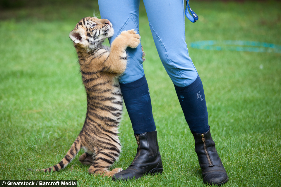 tiger-cub-puppy-friendship-5