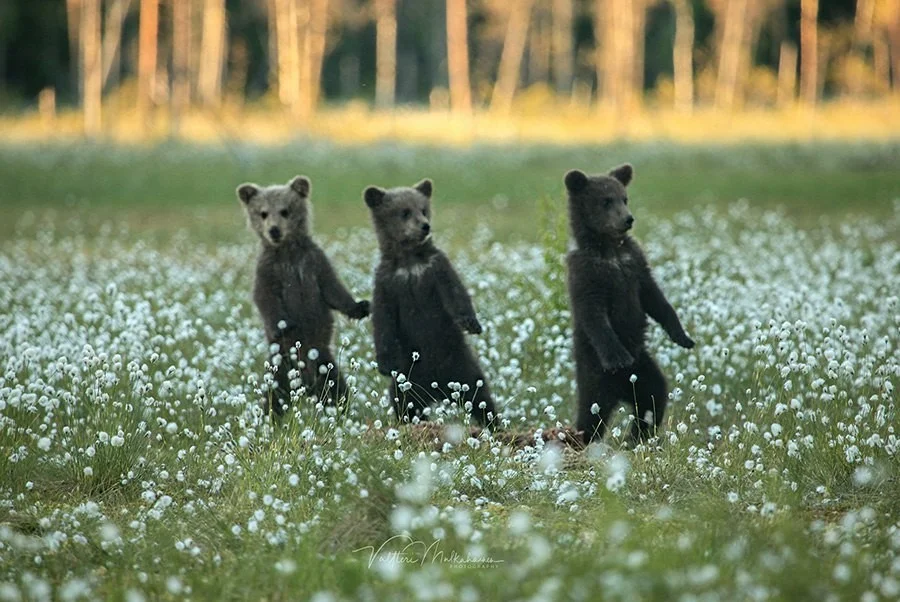 Из жизни медведей в финских лесах. Фотограф Валттери Мулкахайнен (VALTTERI MULKAHAINEN)