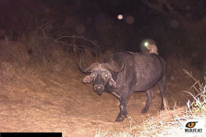 Wild Cat Riding A Buffalo