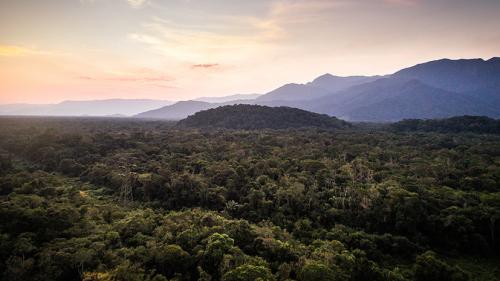 Причины исчезновения тропических лесов. «Непосредственная угроза»: как уничтожение тропических лесов влияет на климат