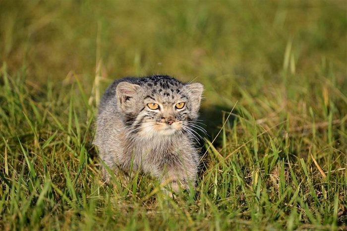 Мануленок Дарья заповедник, кошки, манул