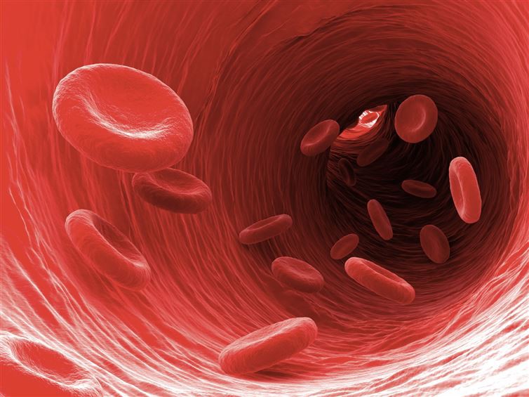 14. Ваша кровь проходит через ваше тело около 1000 раз интересное, невероятное, факты