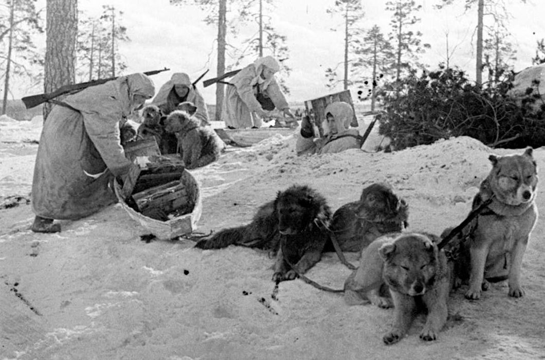 Фоторассказ о собаках – героях Великой Отечественной Войны