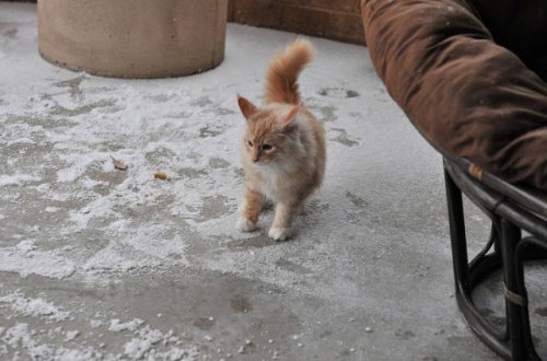 Зима и кошки Зима и кошки