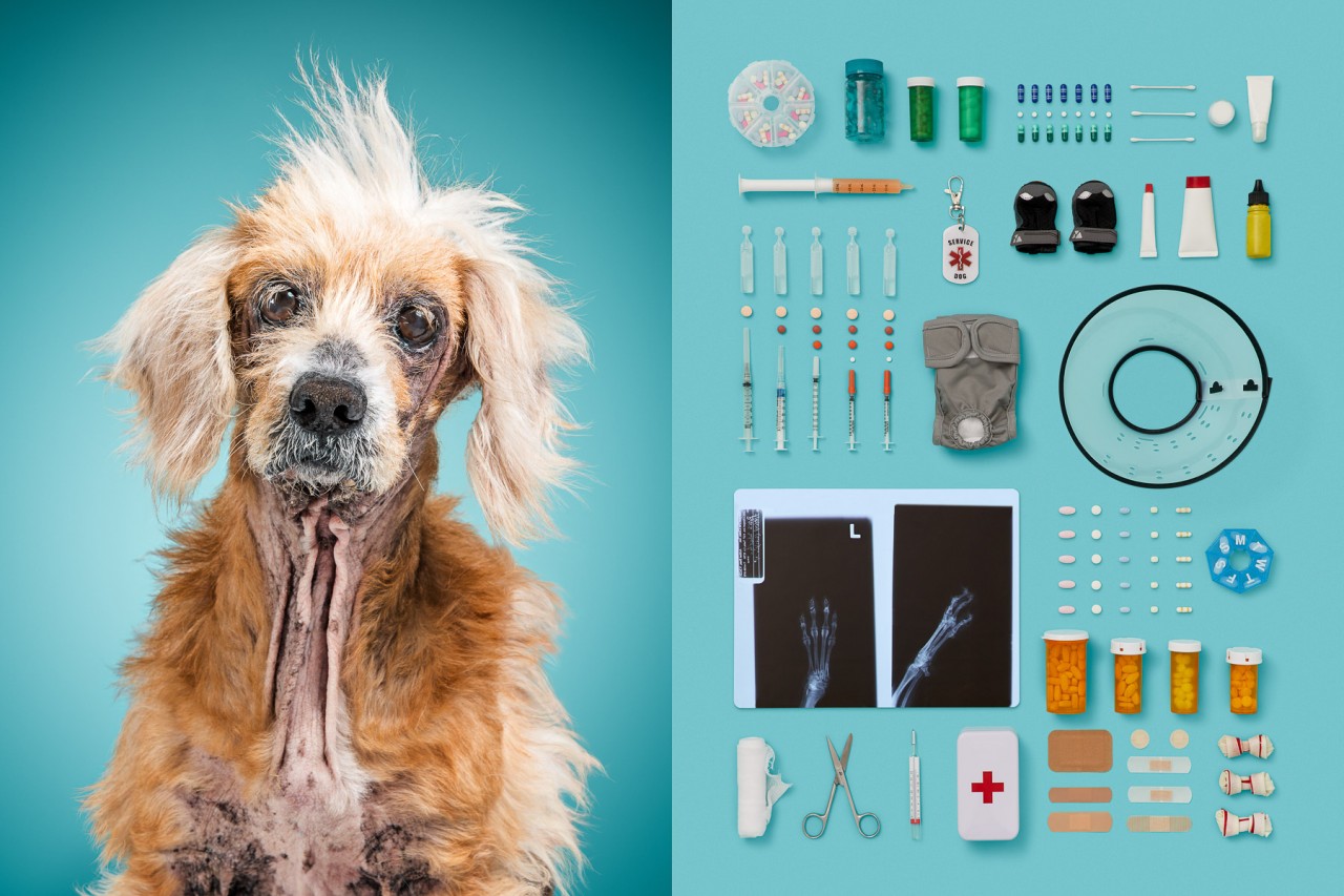 Фотопроект о жизни собак рядом с их любимыми вещами