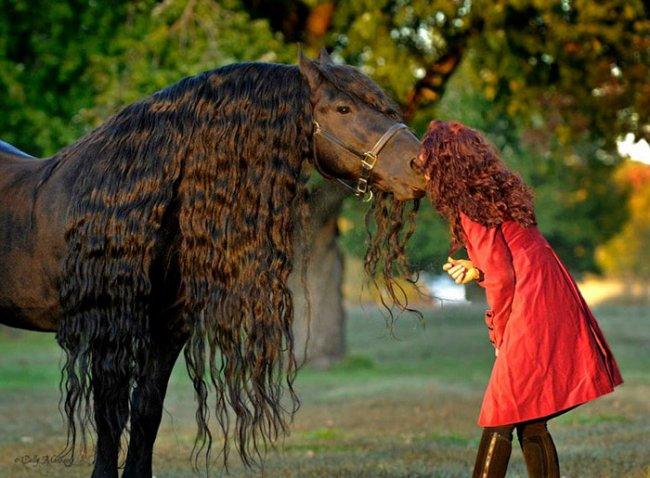 Красивейший конь в мире Фридрих Великий (13 фото) 