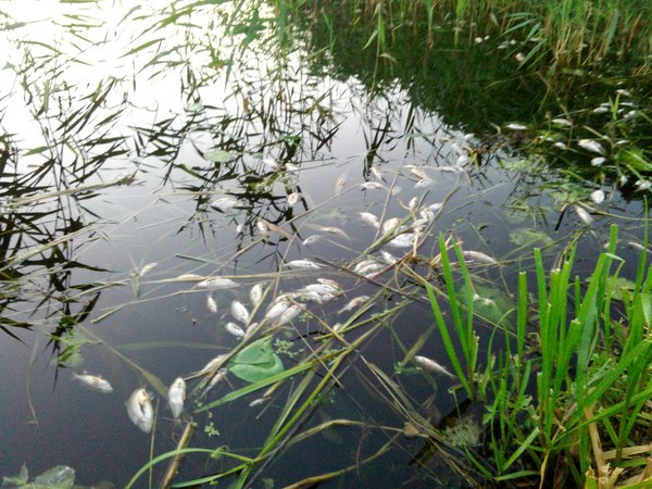 Дождь смыл химикаты с полей в озеро, последствия рыба, рыбалка, беларусь, последствия, загрязнение, природа, длиннопост