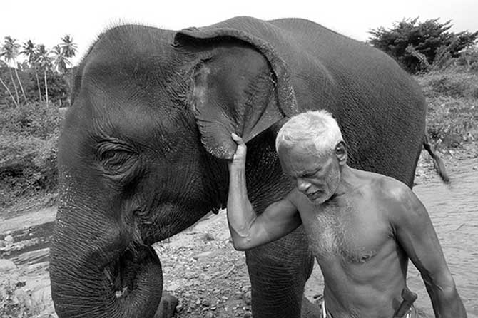 Сильные фото про сложные отношения азиатов со слонами