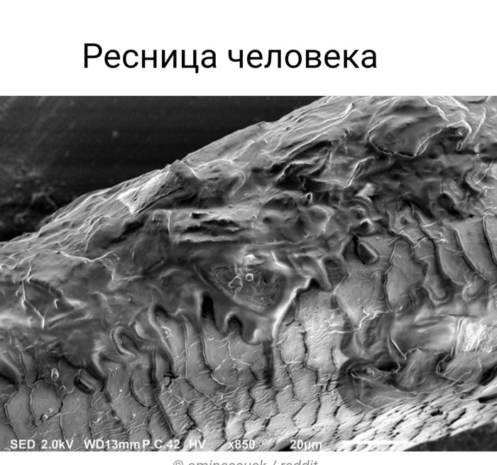 Невероятные фотографии под микроскопом 