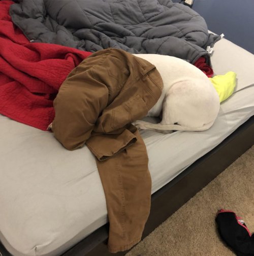 Смешные собаки, которые перенесли странность аж в другое измерение 