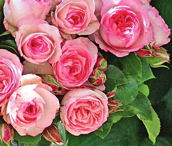 Плетистая роза сорт Mini Eden Rose