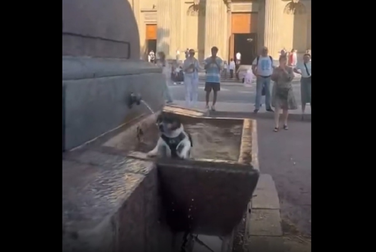 В Петербурге заметили пса, который купается в фонтане на зависть прохожим