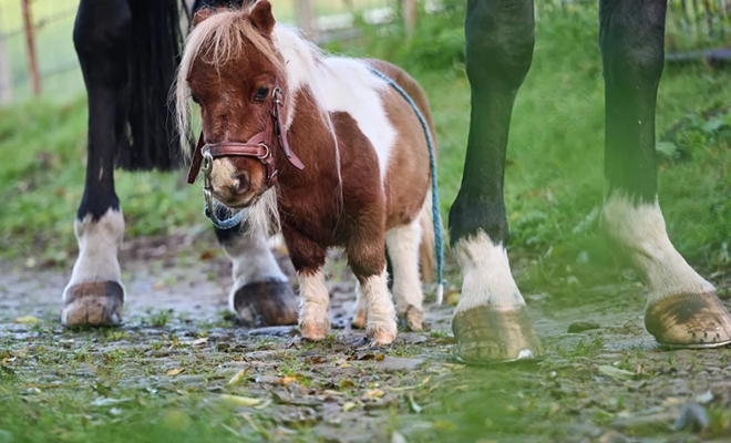 Как выглядит самая маленькая лошадь в мире: она размером с собаку п,Культура [1134516]
