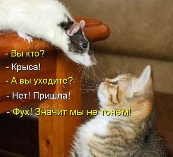 Уфф!!! Ну наконец-то! Котоматрицы великолепные, каждая с улыбкой, позитивом и хорошим настроением!