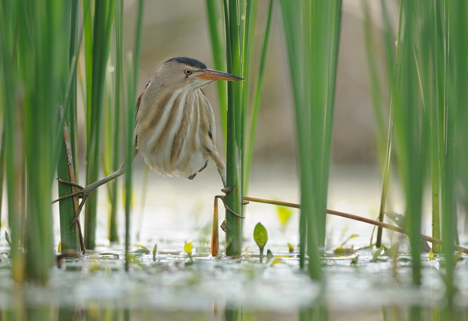 The world of birds Radoslav Tsvetkov 14