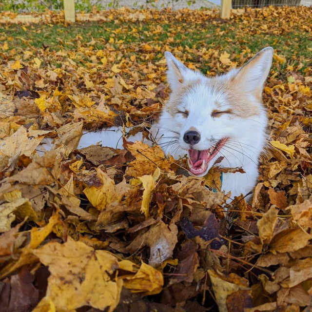 Середина недели — приколы подоспели: «Что нравится в постели?» 