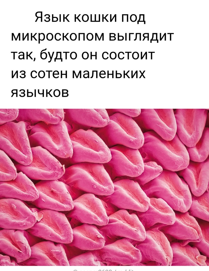 Невероятные фотографии под микроскопом 