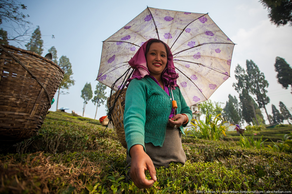 Как собирают и производят чай в Индии