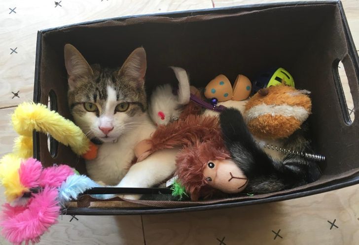 кот сидит в коробке с игрушками