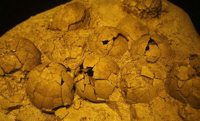 Китаец случайно нашел уникальное яйцо древнего динозавра